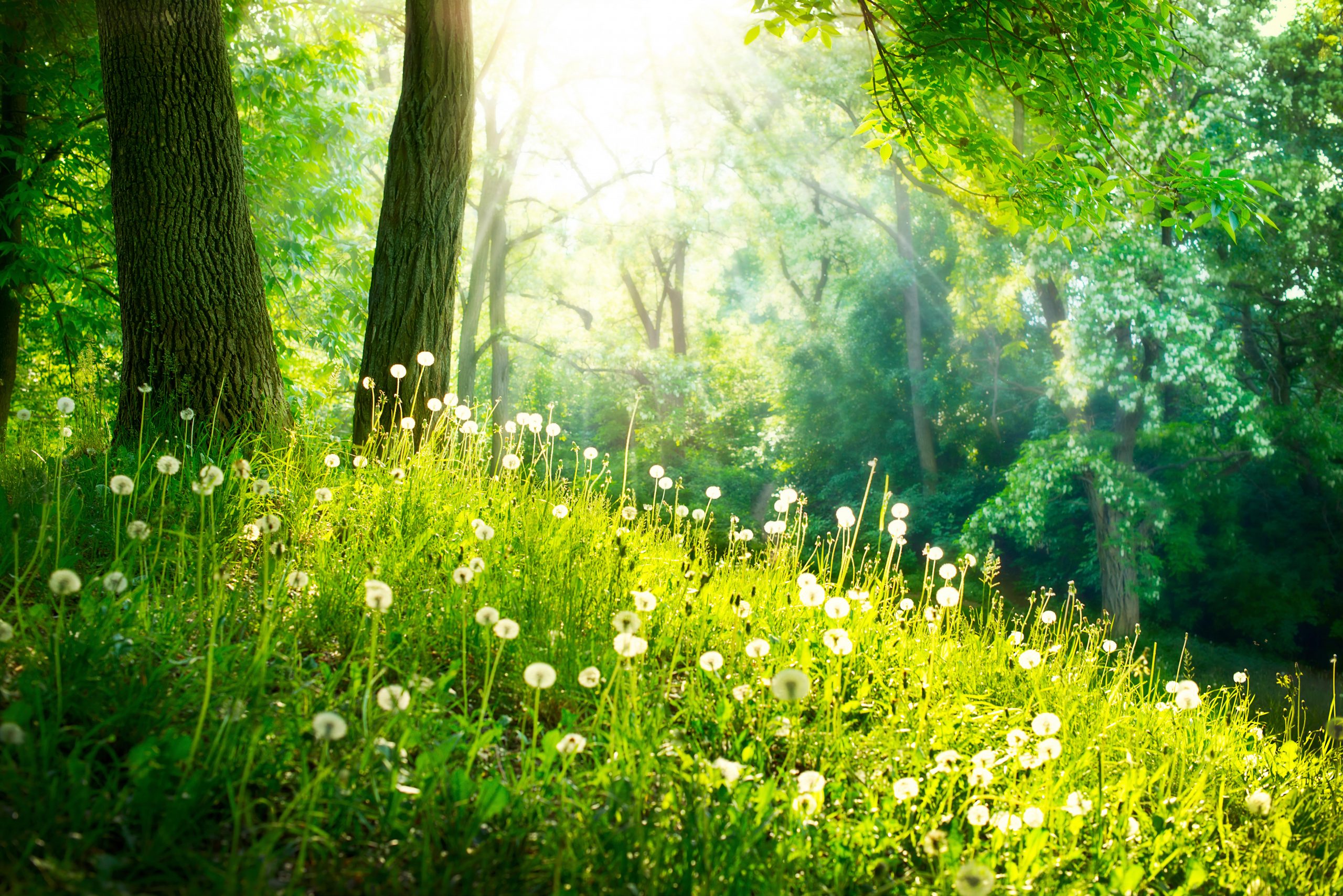 Header Milieu